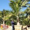 Learn about cold hardy palm trees, including european fan palm, chinese windmill palm and cabbage palm, from the experts at hgtv gardens. 1