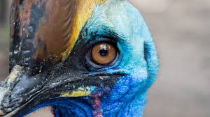 They also belong to a group called maniraptora, also they belong dinosaur means big lizard(or somthing close) so birds arnt really dinosaurs, they were just alive at the same time as dinosaurs were. Are Birds Dinosaurs Live Science