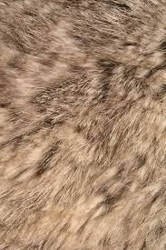 Animal Fur Iphone 4 4s Wallpaper Achtergronden Texturen Achtergrond