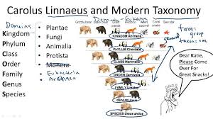 Science Week 1 Great Video To Explain Classifications Of Living Things Taxonomy Worksheet Taxonomy Taxonomy Biology