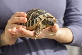 My aquatic turtle's old lights were not warm enough so 'frankie' would not bask the way that turtles are required to. How To Take Care Of A Turtle Pet Life Today