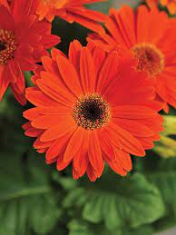Pin On Flowers And Ornamentals 2012 2020