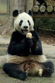 Jun 11, 2021 · 上野動物園（台東区）のジャイアントパンダ、シャンシャン（雌）は12日が4歳の誕生日。コロナ禍にあって園では、ウェブサイトなどで記念企画. Canon ä¸Šé‡Žå‹•ç‰©åœ'ã®ã‚¢ã‚¤ãƒ‰ãƒ« ã‚·ãƒ£ãƒ³ã‚·ãƒ£ãƒ³ã‚'æ'®ã‚‹ The Map Times