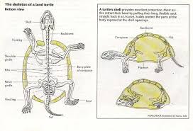 Turtle Skeleton Diagram Turtle Facts Turtle Alligator