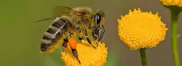 I've seen bees do this at the entrance to their hive. What To Plant In The Garden To Help Attract Bees To Your Garden