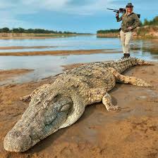 That's a lot of growing for them to do! Trophy Hunter Larysa Switlyk Boasts She Shot Dead 60 Year Old Crocodile To Make New Purse Gulftoday