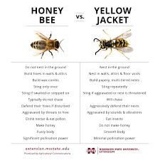 Honey Bee Or Yellow Jacket Mississippi State University