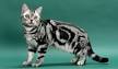 American Shorthair - Available Kittens at Kelloggs Cattery