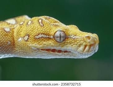87,110 Snake Eyes Royalty-Free Images, Stock Photos & Pictures |  Shutterstock