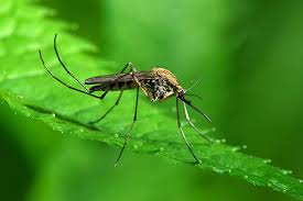 The landlord or the tenant? Central Missouri St Louis Pest Control Guardian