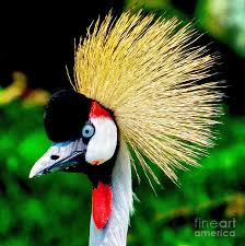 Bird With Big Colorful Beak Image From Http Images Fineartamerica Com Images Medium Large Colorful Bird Nick Zelinsky Jpg Oiseaux