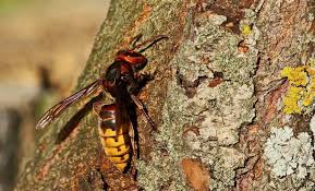 Comment Lutter Contre Les Frelons Asiatiques Les Frelons Asiatiques Figurent Parmi Les Plus Agressifs Des Hymenoptere Frelon Asiatique Frelon Piqure Frelon