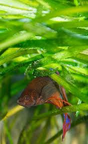8 Easy Aquarium Plants Aquariadise Fish Tank Plants Planted Aquarium Freshwater Aquarium Plants
