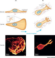 Tobias zech studied biochemistry and received his master's degree at the freie universität (fu) berlin, germany, before moving to the university of oxford, uk, for a phd in the laboratory of thomas. Actin Based Cell Protrusion In A 3d Matrix Trends In Cell Biology X Mol