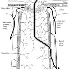 Pdf Neural Control Of Choroidal Blood Flow