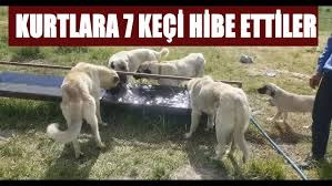 6 Bin Lira Maasla Coban Araniyor Youtube