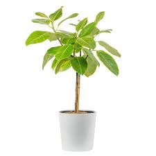 Image result for Ficus persicifolia