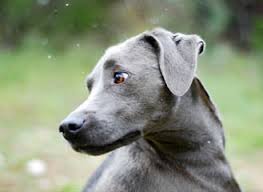Browse and bring home your new best friend today. Blue Lacy Puppies For Sale Blue Lacy Dog Breeders