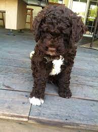 Our Lagotto Romagnolo Luigi Cute Dogs Cute Animals Cute Dogs And Puppies