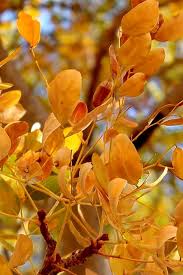 Image result for Eriosema burkei