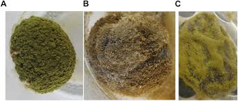 Image result for Vangueriopsis lanciflora