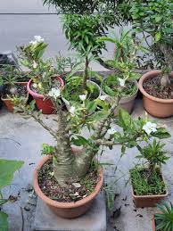 Image result for Pachypodium saundersii