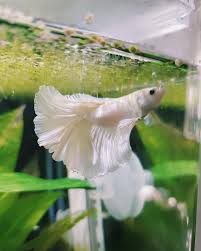 Their fins are long and flowy and while they swim they look pretty darn elegant if. My First Ever Betta He S A Beautiful White Opal Halfmoon Bettafish