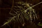 Image result for Panicum heterostachyum