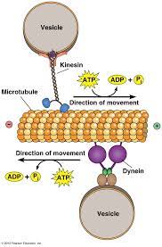 Motor Proteins Convert Chemical Energy By Hydrolysis Of Atp In 2021 Teaching Biology Cell Biology Biochemistry