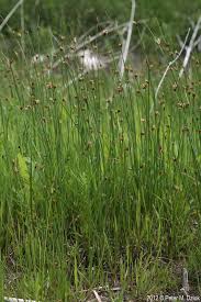 Image result for Schoenoplectus sp.no.3