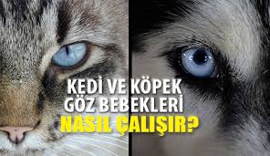 Kedi Ve Kopek Goz Bebekleri Nasil Calisir Optik Gazete
