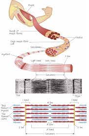 Pin By Shopdjgllc On Science Human Anatomy And Physiology Medical Anatomy Physiology
