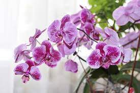 Orchids The Ultimate Guide How To Take Care Facts Taking Care Of Orchids Orchids Orchid Care