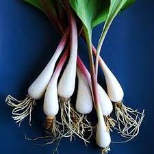 A wild garlic, found native through much of europe and asia. Allium Ursinum Wild Bear Garlic Smart Seeds Emporium