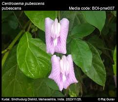Image result for Centrosema pubescens