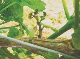 Image result for Calepitrimerus vitis