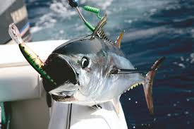 Per prima cosa cominciate tostando i pistacchi: Tonno Sei Ricette Per Cucinarlo E Conservarlo In Barca