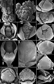 Image result for Polygala usafuensis