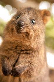 Meet The Quokka The Happiest Animal Ever Cute Animals Happy Animals Smiling Animals