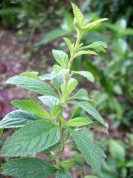 Image result for Lippia plicata