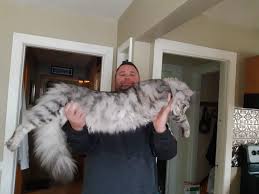 She is a 6 months maine coon cat. Maine Coon Kittens For Sale Buy A Giant Maine Coon Maine Coon Breeders Tica Cfa Usa Giant Maine Coon Cat For Sale Near Me Russian Maine Coon