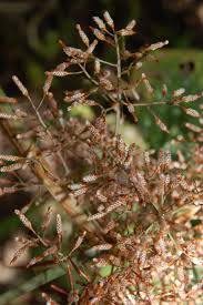 Image result for Hypolytrum heteromorphum