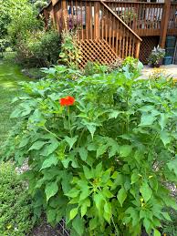 Image result for Tithonia