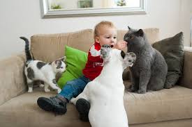 Hat bei all meinen katzen immer. Katzenverhalten Bei Menschlichem Nachwuchs Lieblingstier