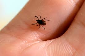 Illnesses From Ticks Mosquitoes Flea Bites Have Tripled In Recent Years Cdc Says Cbs News