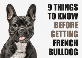 Puppies come with health guarantee contract, immunization record, and puppy information… 9 Things To Know Before Getting A French Bulldog Puppy
