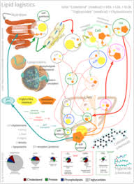 Cholesterin Wikipedia