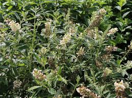 Check spelling or type a new query. Zwerg Sommerflieder Schmetterlingsstrauch Proven Winners White Chip Buddleja Davidii Proven Winners White Chip Baumschule Horstmann