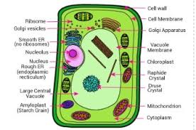 A plant cell diagram, like the one above, shows each part of the plant cell including the chloroplast, cell wall, plasma membrane, nucleus, mitochondria plants are able to do something animals can't: 35 Plant Cell Without Label Labels Database 2020