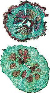 Image result for Agathisanthemum globosum